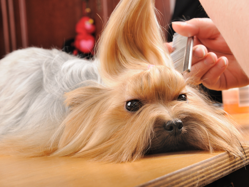 Pet Grooming in Huntsville, AL Flint River Animal Hospital